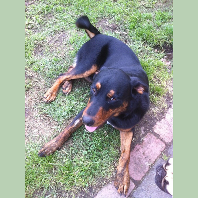 Photo of Nacho Has Been Adopted!!!!