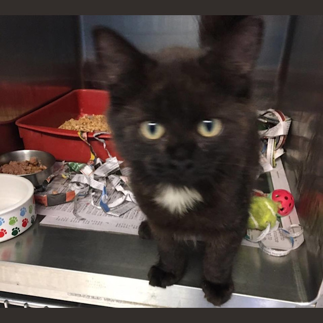 Photo of Mintie