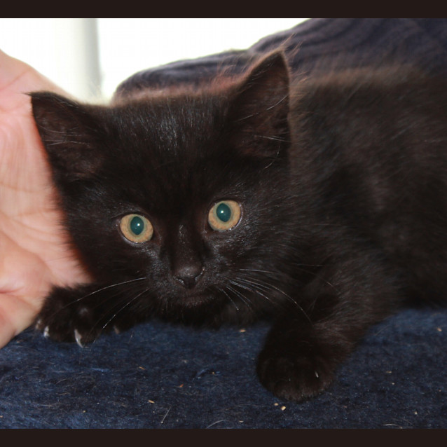 Photo of Devine * Adoption Pending*