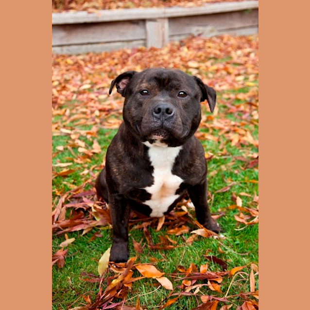 Photo of Harvey