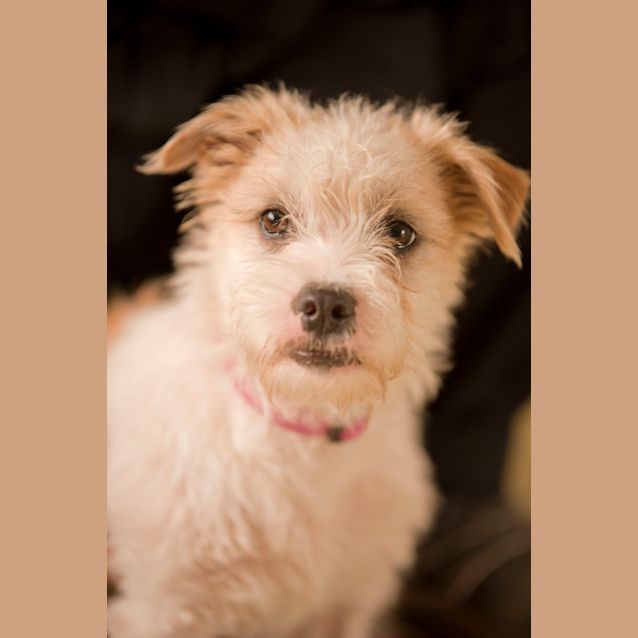 Photo of Scruffy Id 6778