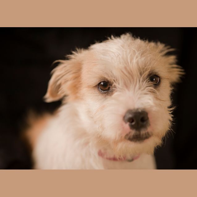 Photo of Scruffy Id 6778