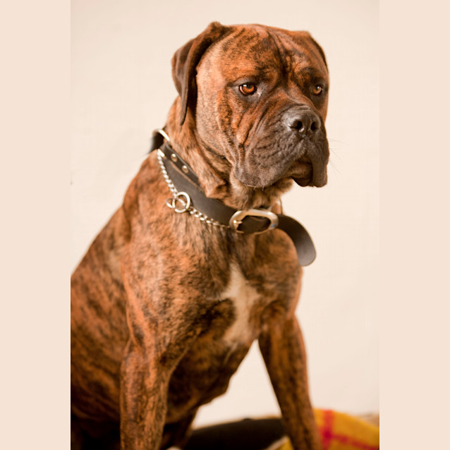 Photo of Basil Id 7205