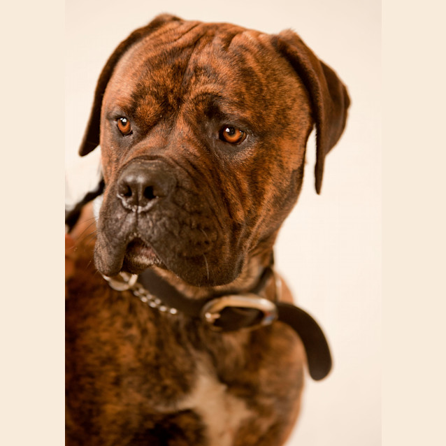 Photo of Basil Id 7205