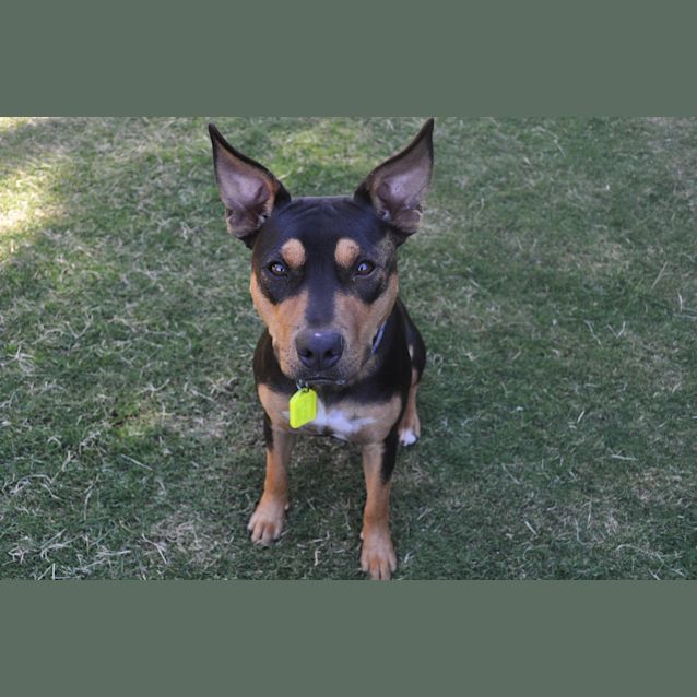 Photo of Rosie