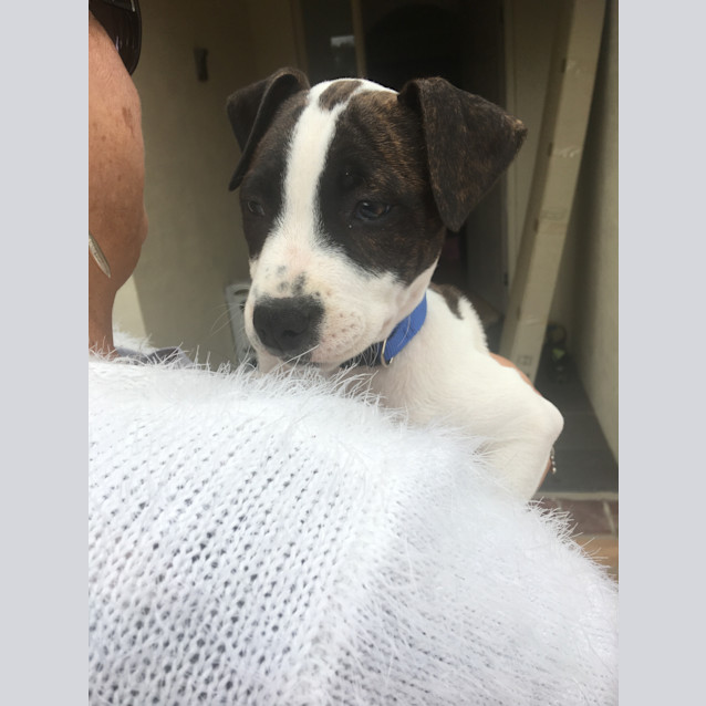 Photo of Princess ** Adorable Pup **