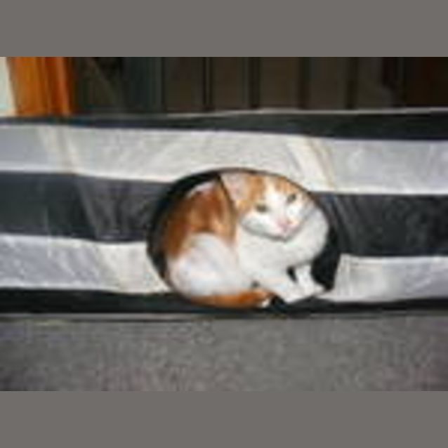 Photo of Snuggles