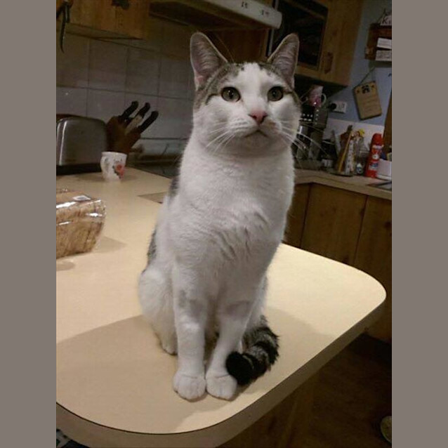 Photo of Mister