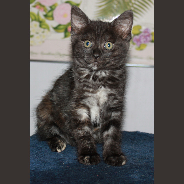 Photo of Love Heart  *Adoption Pending*