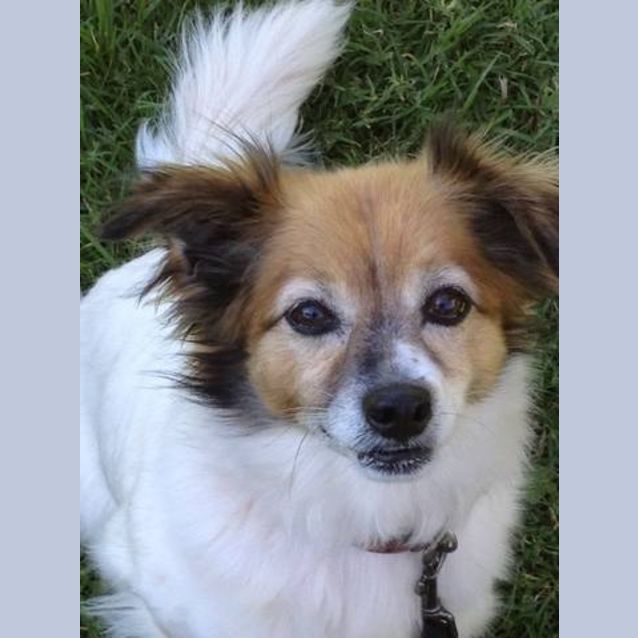 Photo of Macy *On Adoption Trial*