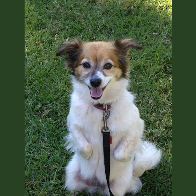 Photo of Macy *On Adoption Trial*