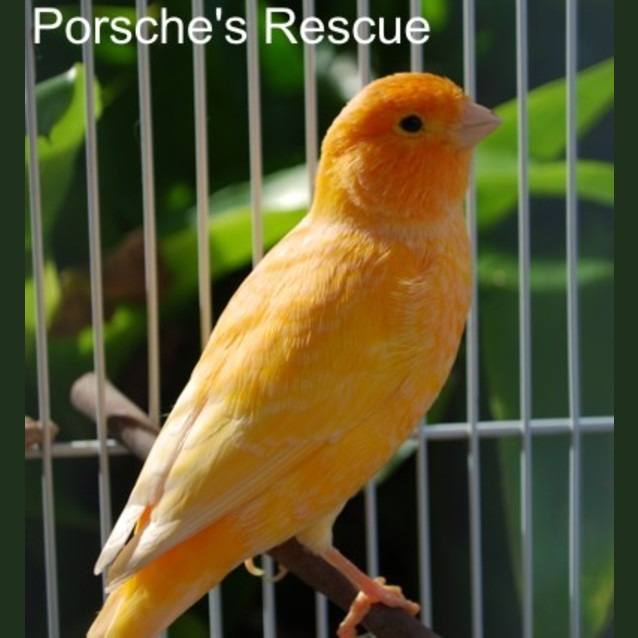 Photo of Crumpet  On Hold