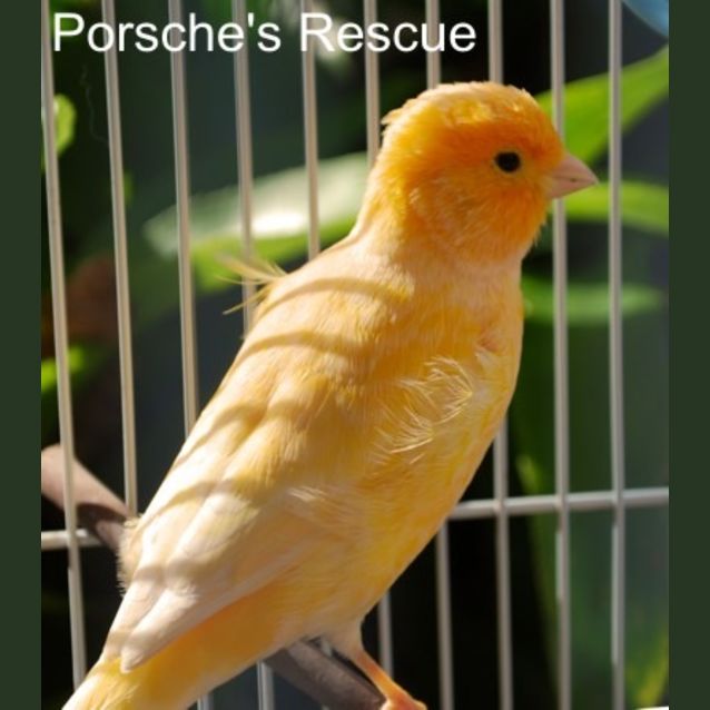 Photo of Sweety  On Hold