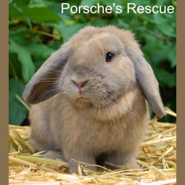 Photo of Lillian  Desexed And Vaccinated  On Hold