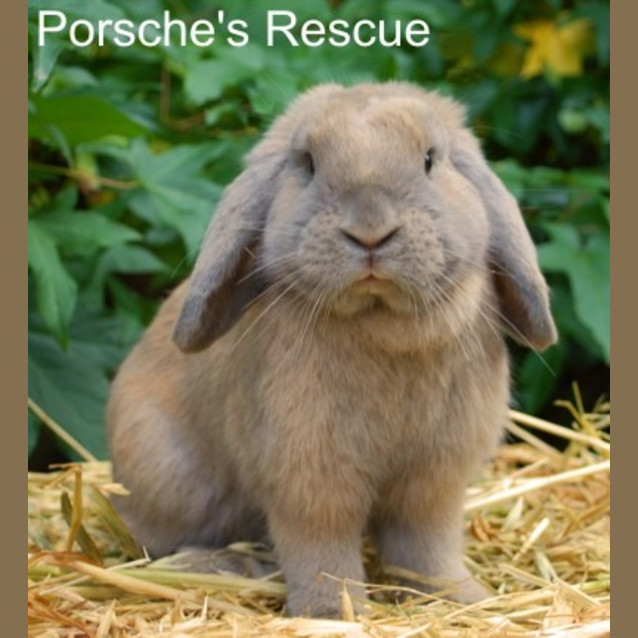 Photo of Lillian  Desexed And Vaccinated  On Hold