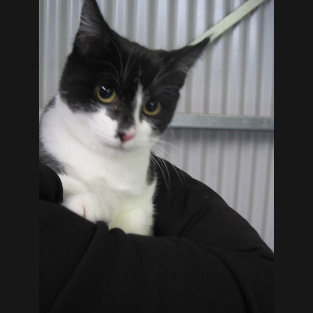 Photo of Black & White Kitten