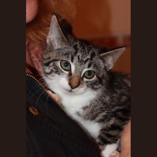 Photo of Brook *Adoption Pending*