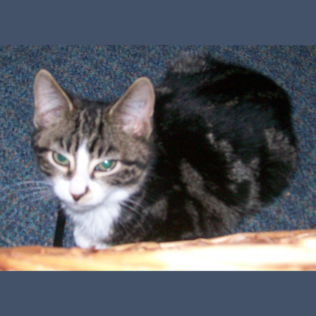 Photo of Henry