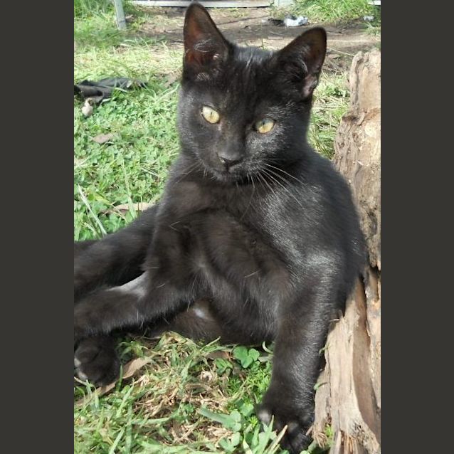 Photo of Buddy **On Trial Adoption Yay!**