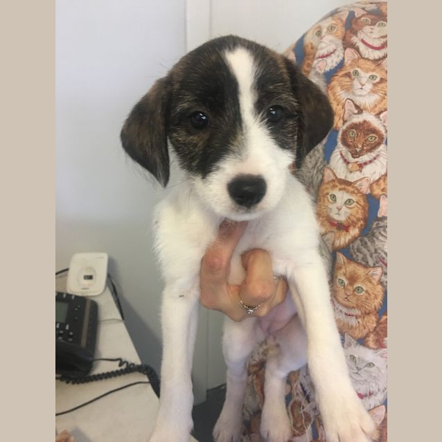 Photo of Willow A Playful Puppy