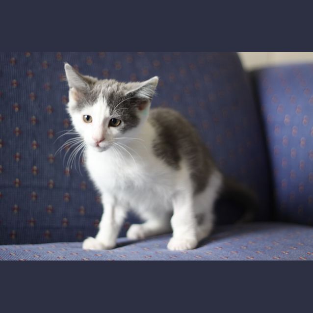 Photo of Pancake