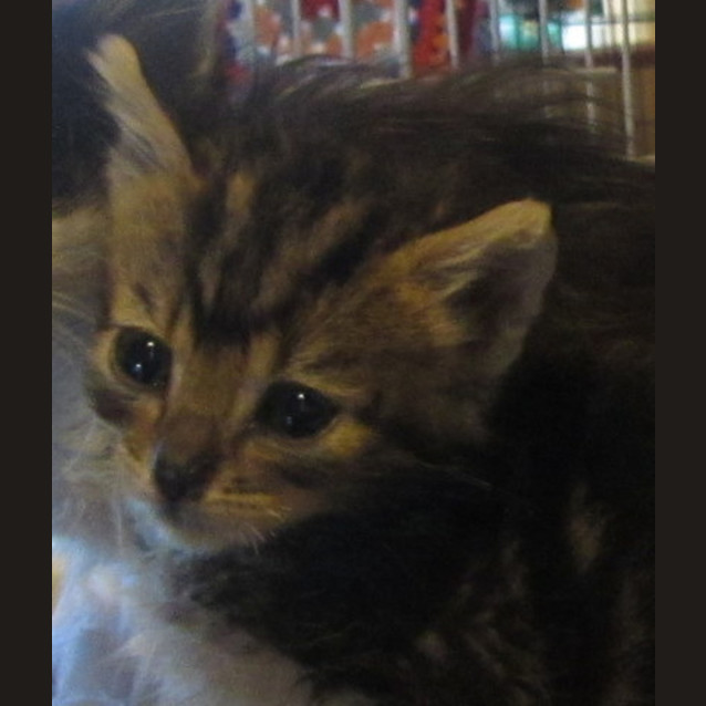 Photo of Teddy
