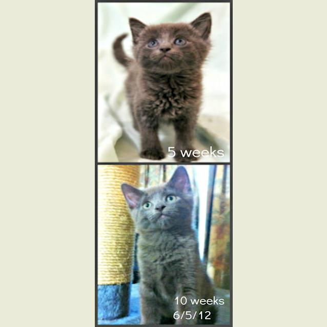 Photo of Bear   On Trial In His New Home!