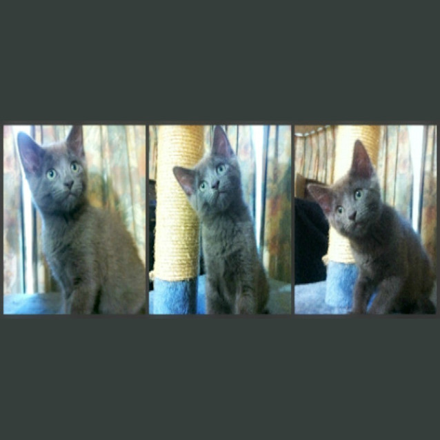 Photo of Bear   On Trial In His New Home!