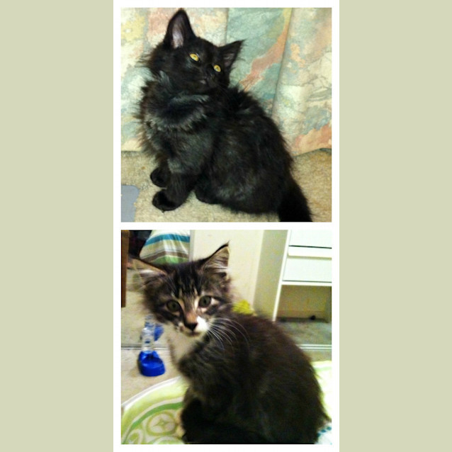 Photo of Endora & Malachi   On Trial In Their New Home!