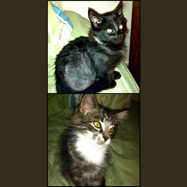 Photo of Endora & Malachi   On Trial In Their New Home!