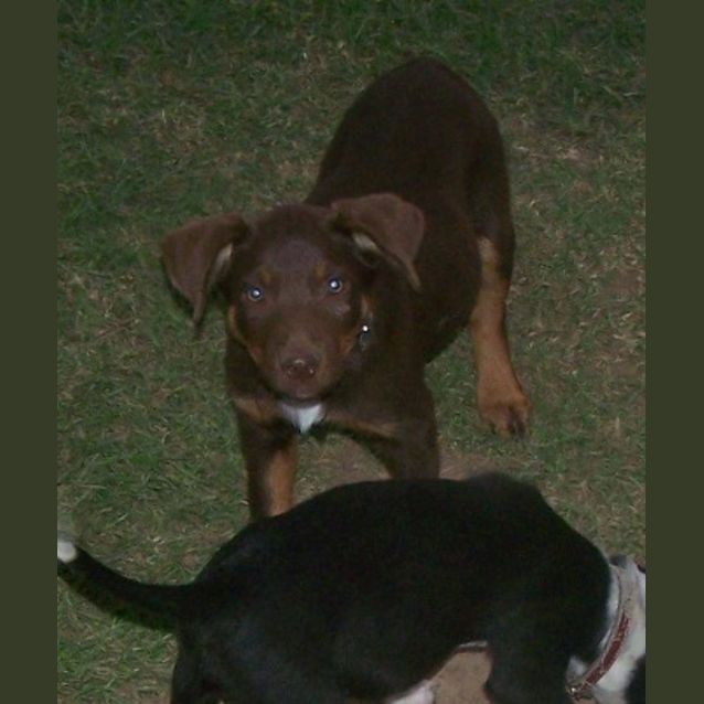 Photo of Rusty