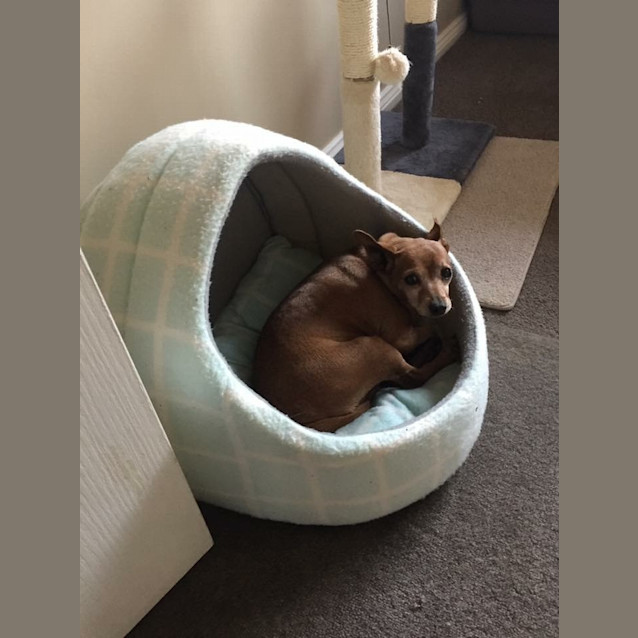 Photo of *** Olive ***