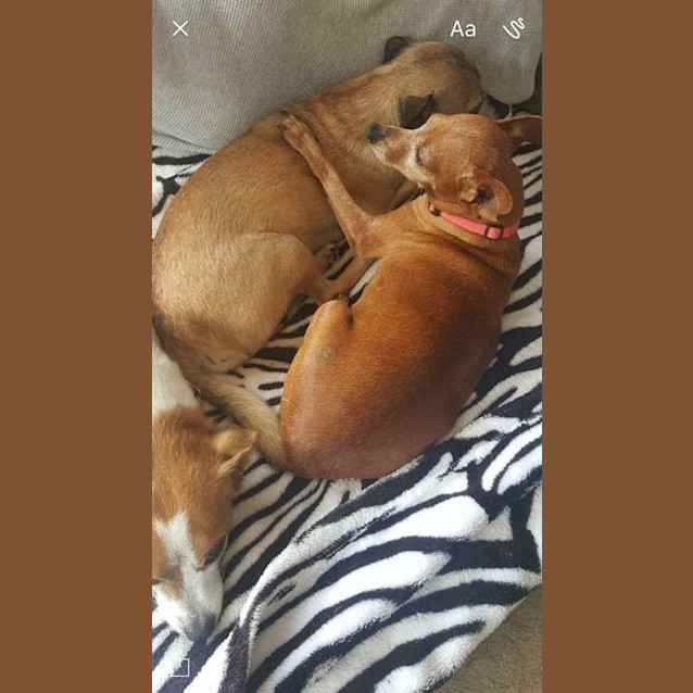 Photo of *** Olive ***