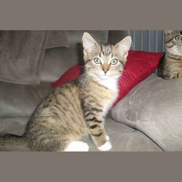 Photo of Benji "Adoption Pending"