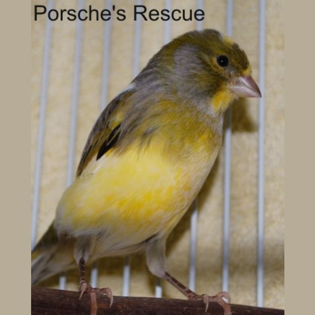 Photo of Custard  On Hold