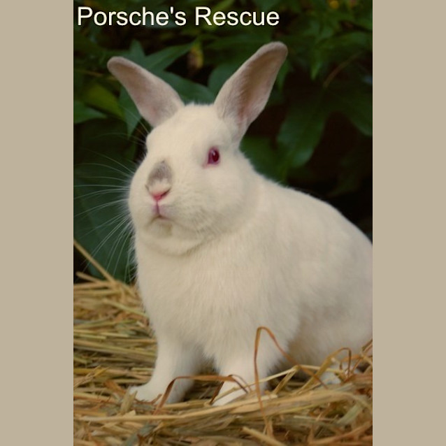 Photo of Toffee  Vaccinated And Desexed