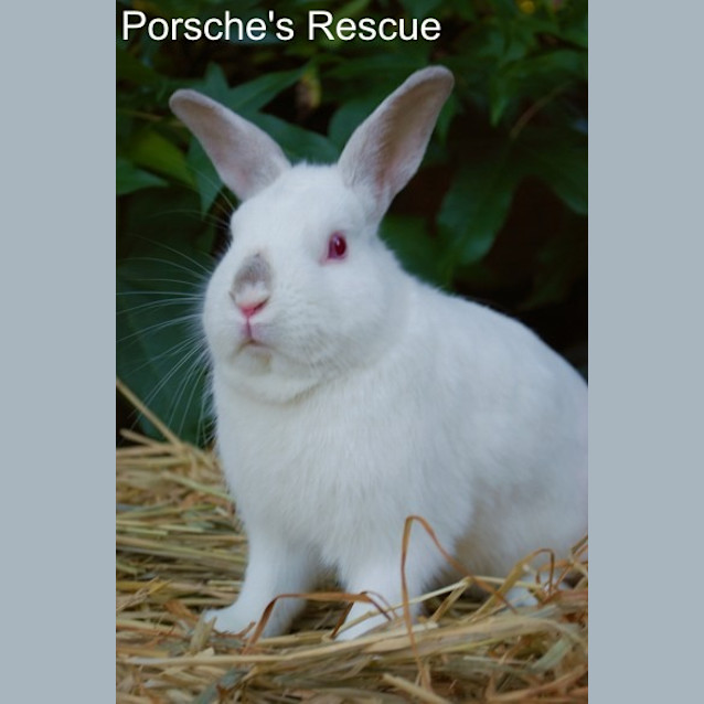 Photo of Toffee  Vaccinated And Desexed