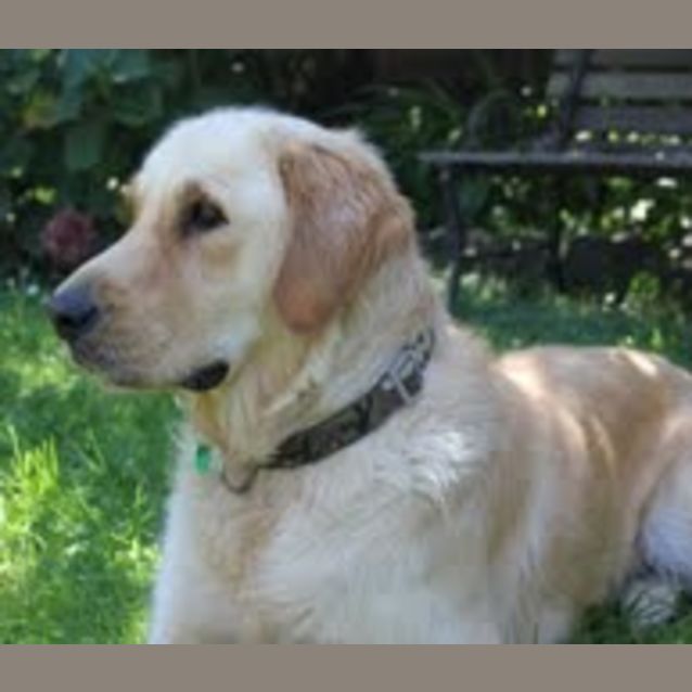 Photo of Barney