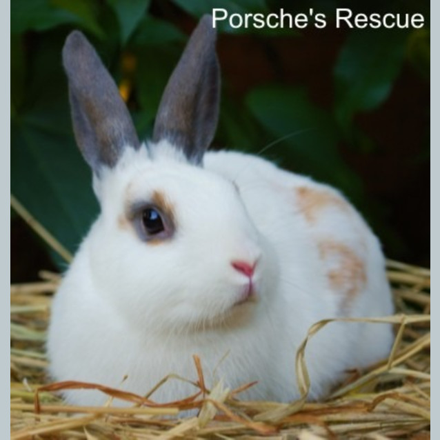 Photo of Chicky  Vaccinated And Desexed  On Hold