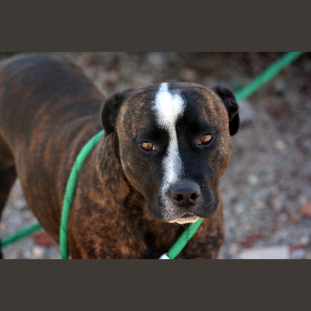 Photo of Buster