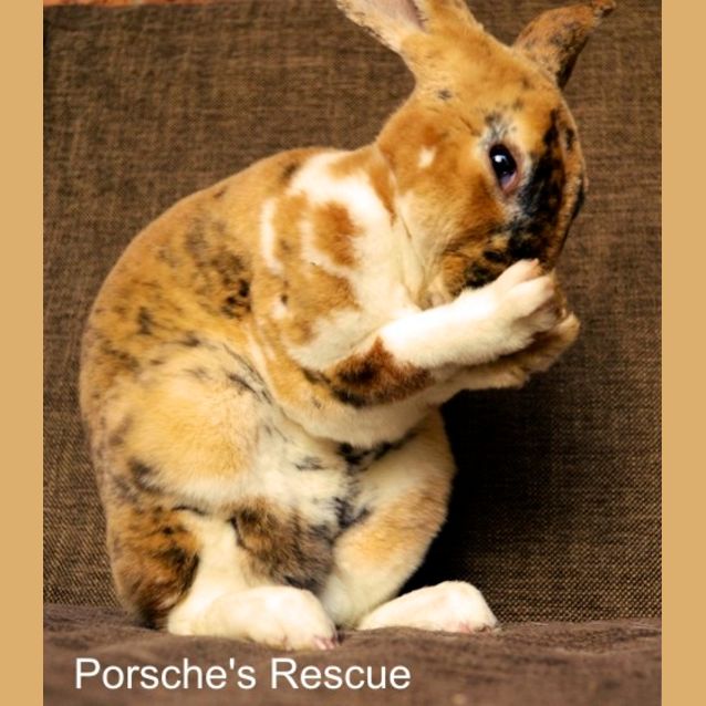 Photo of Claudia  Desexed And Vaccinated  On Hold