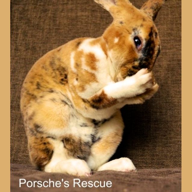 Photo of Claudia  Desexed And Vaccinated  On Hold