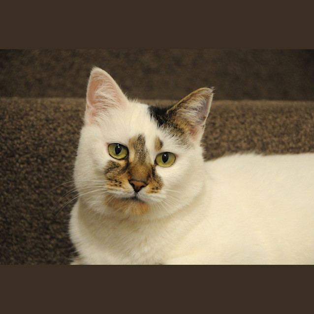Photo of Mabel ❤ Gorgeous Loveable Cat 