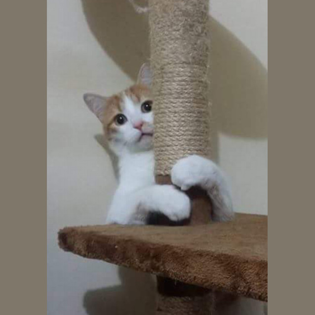 Photo of Simba Handsome Young Man 💜