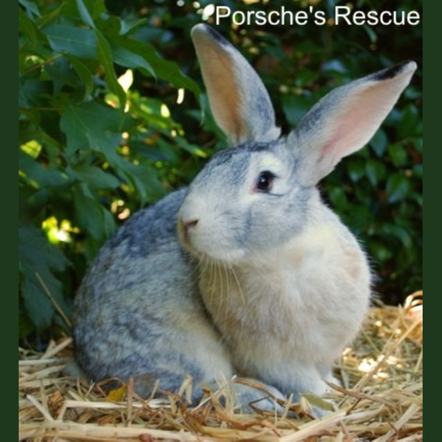 Photo of Sweet Potato  Desexed And Vaccinated  On Hold