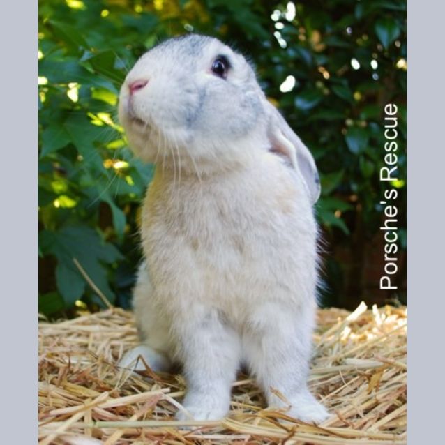 Photo of Sweet Potato  Desexed And Vaccinated  On Hold
