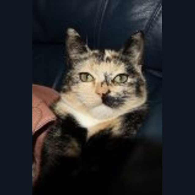 Photo of Tigerlilly