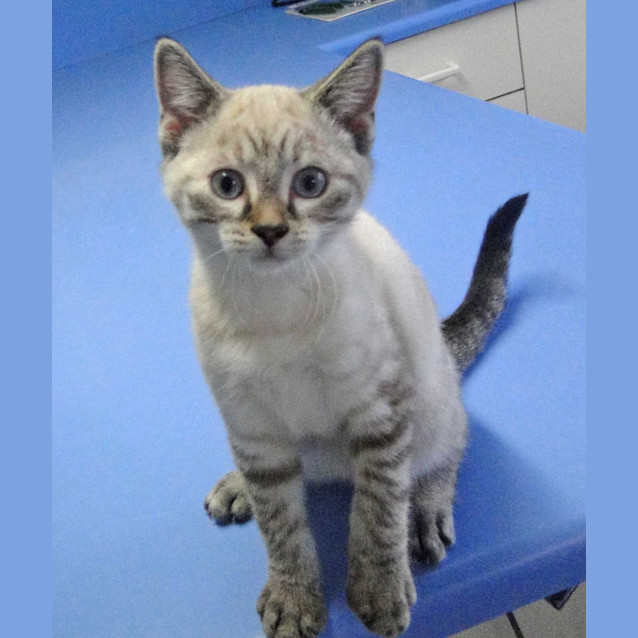 Photo of Luna