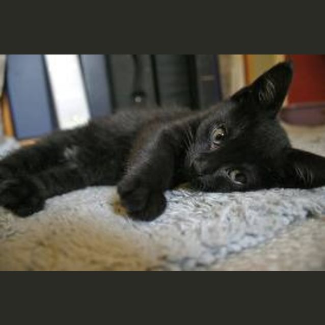 Photo of Archie **Special Needs Kitten**