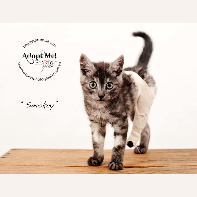 Photo of Smokey 